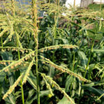 sweet corn