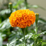 orange marigold