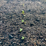 soil