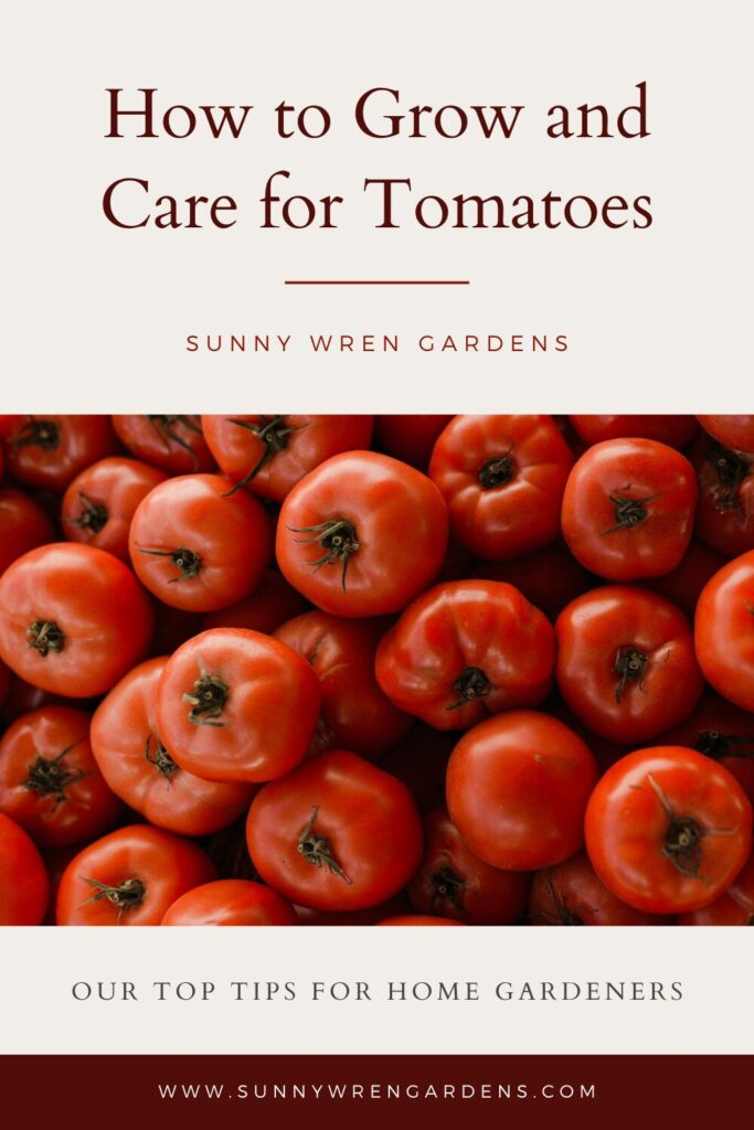 caring for tomato plants
