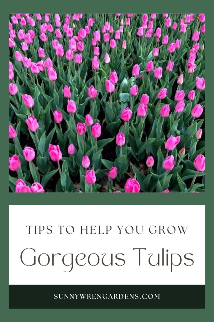 tulips