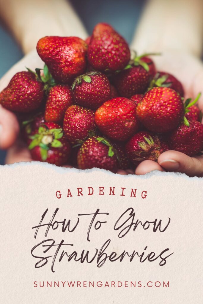 how to grow strawberries