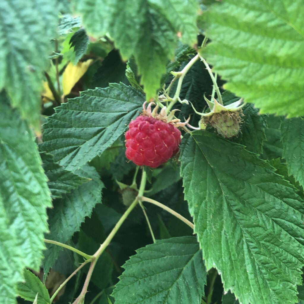 how to grow raspberries