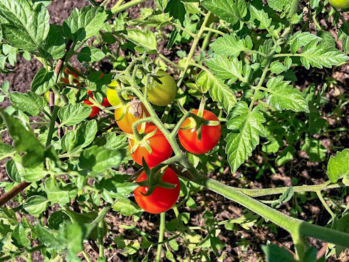 red tomatoes on the vine