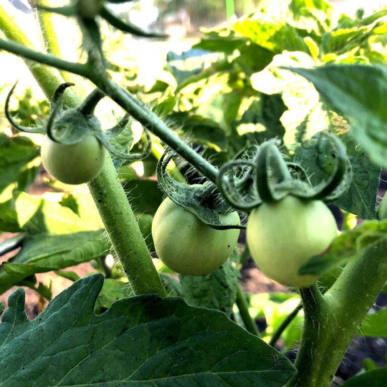 tomato plant care