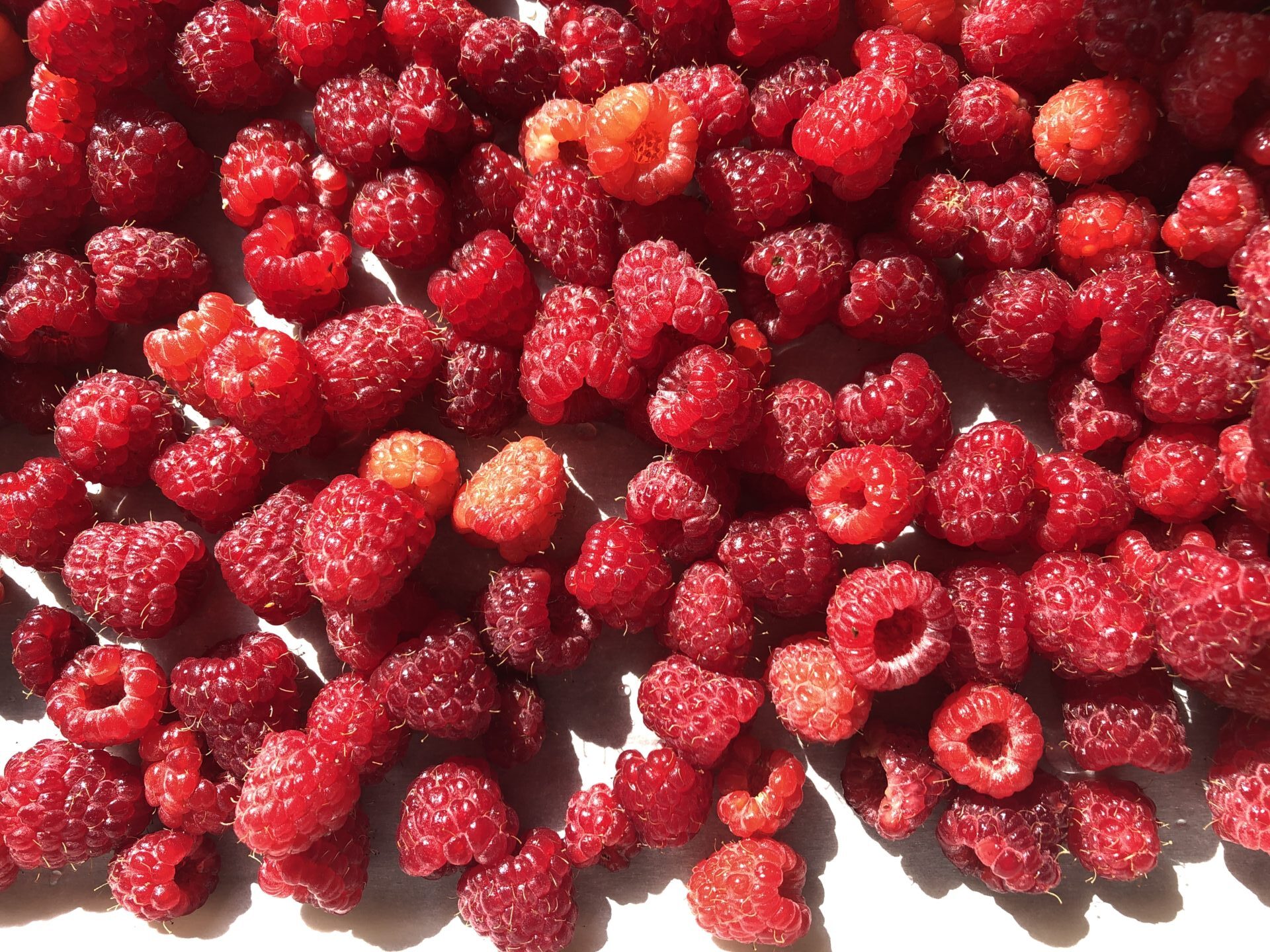 raspberries on parchment paper