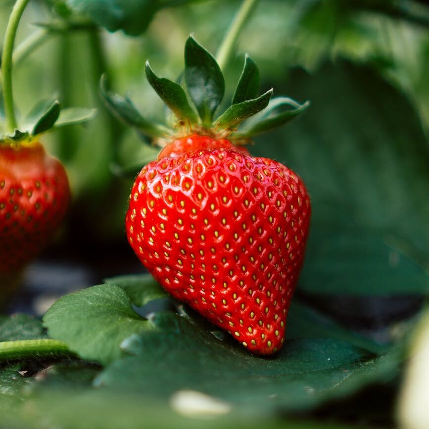 close up of strawberry growing on bush