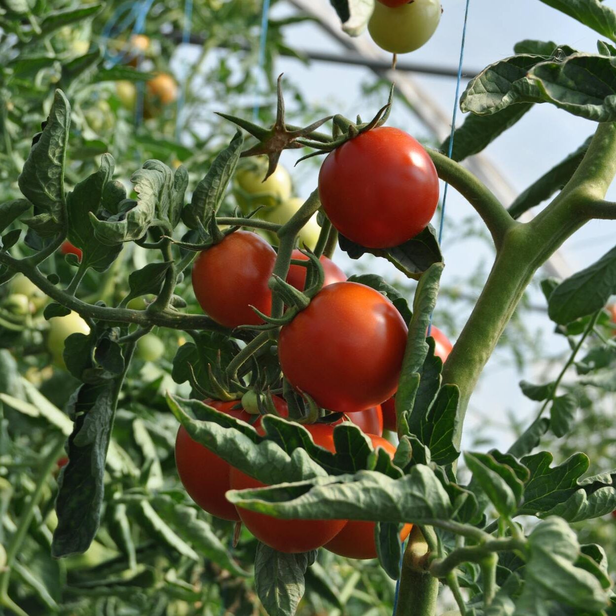 red tomatoes on plant