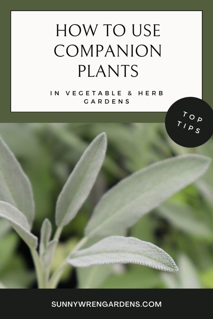 top tips for vegetable gardens