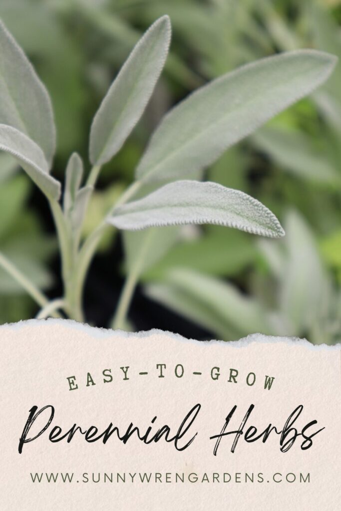 easy-to-grow perennial herbs