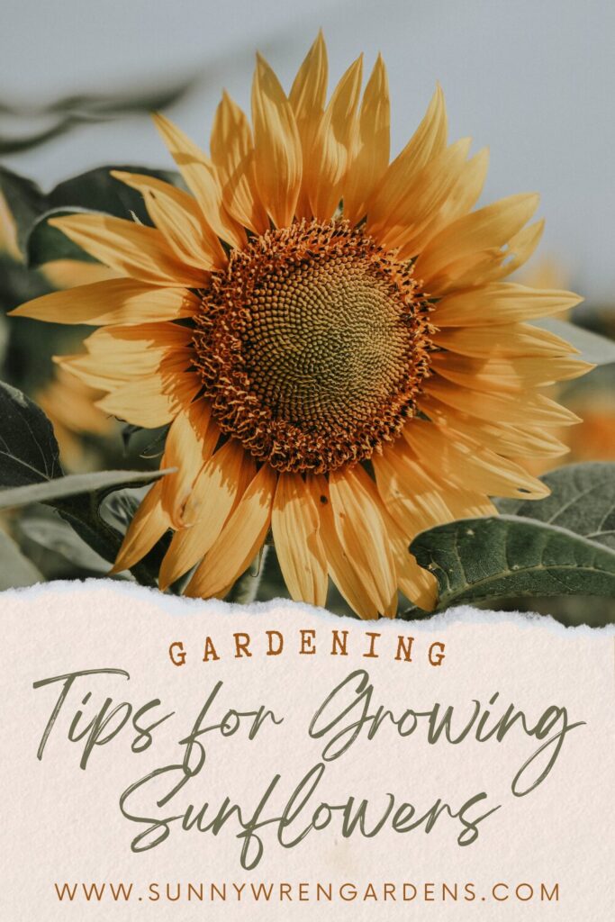 how to plant and care for sunflowers