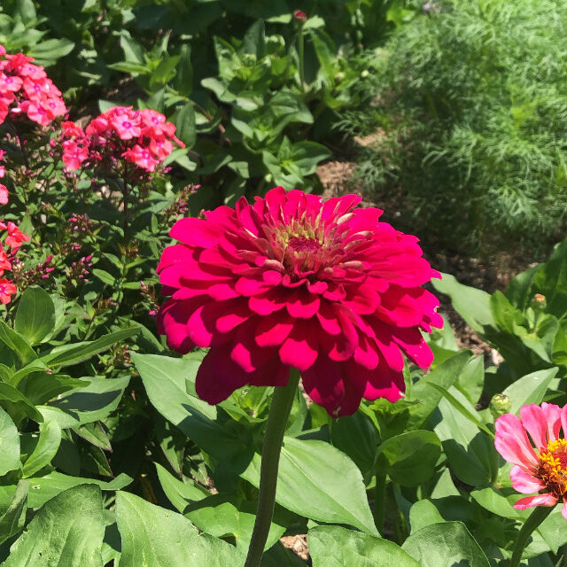 how to grow zinnias