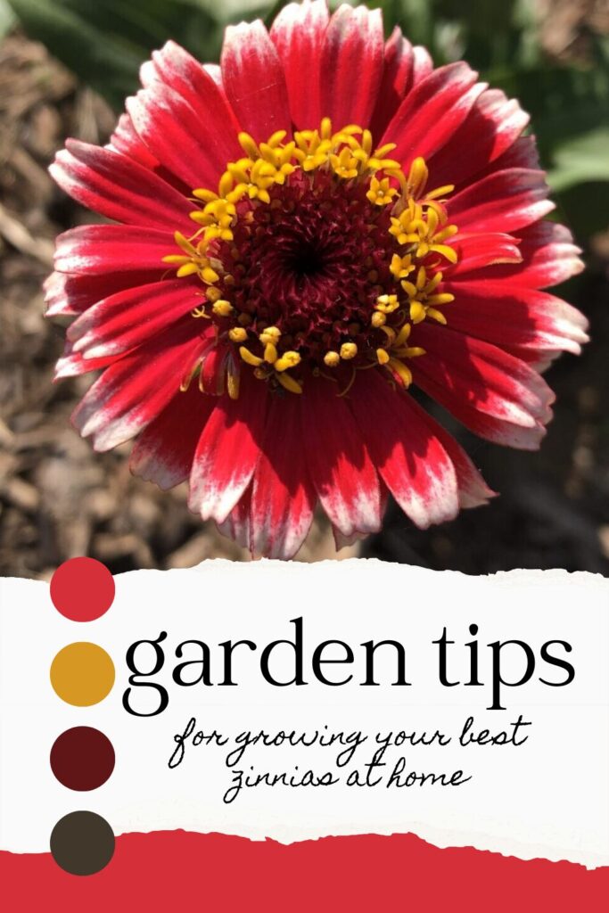 how to grow zinnias