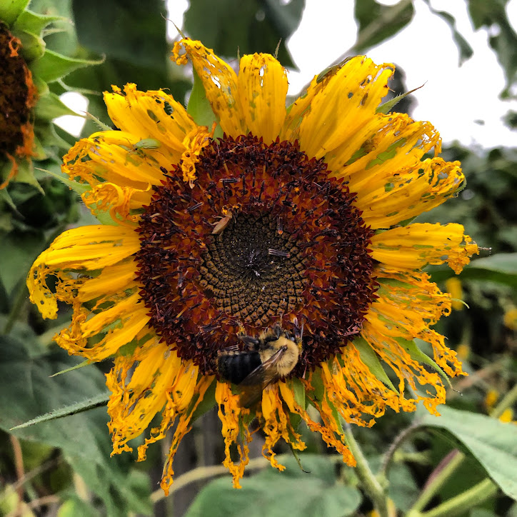 sunflower after the bloom