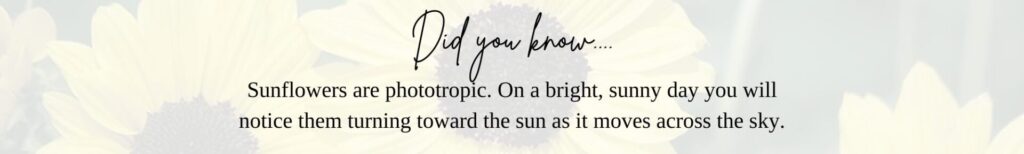 Sunflowers are phototropic.