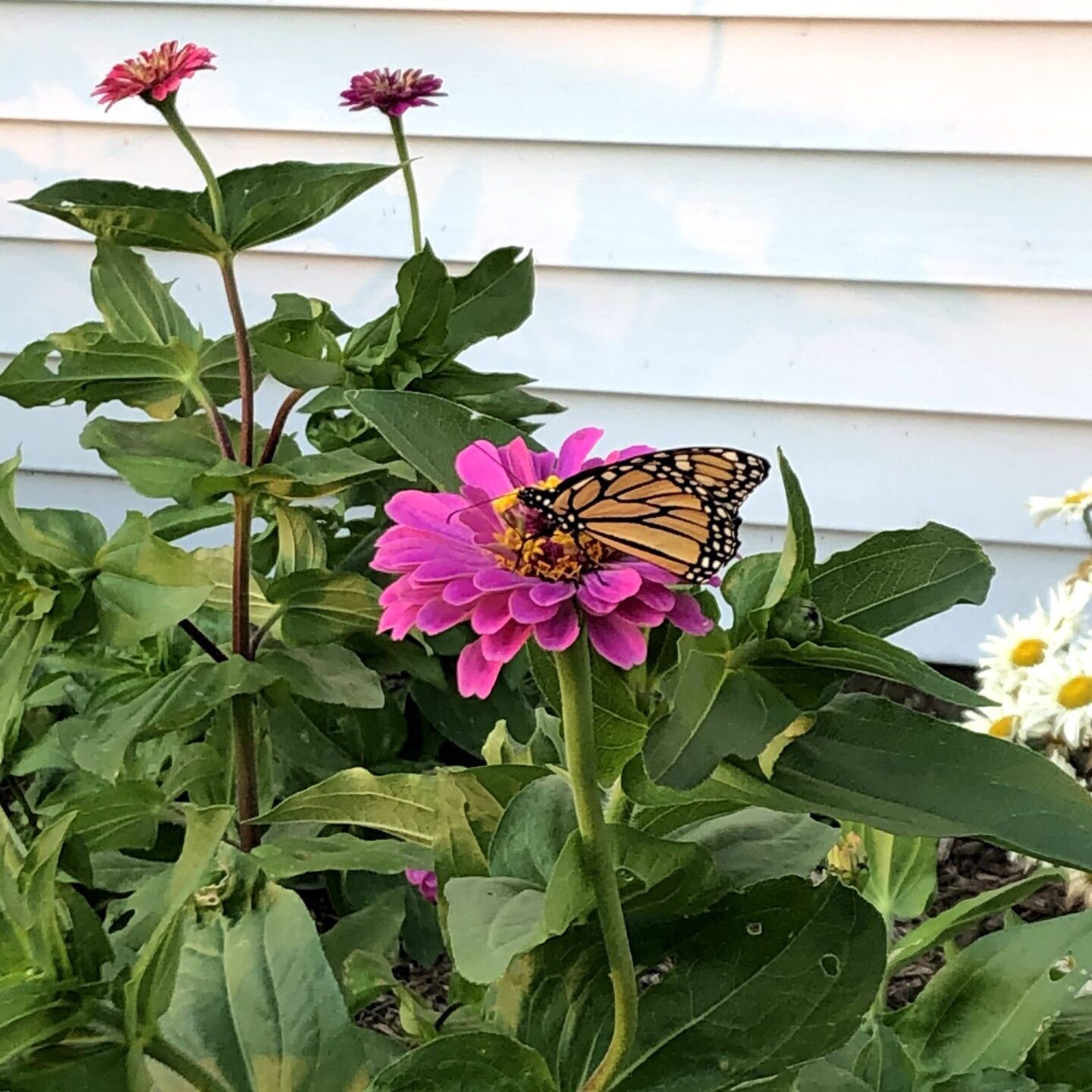 butterfly on a zinnia