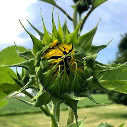 sunflower before the bloom