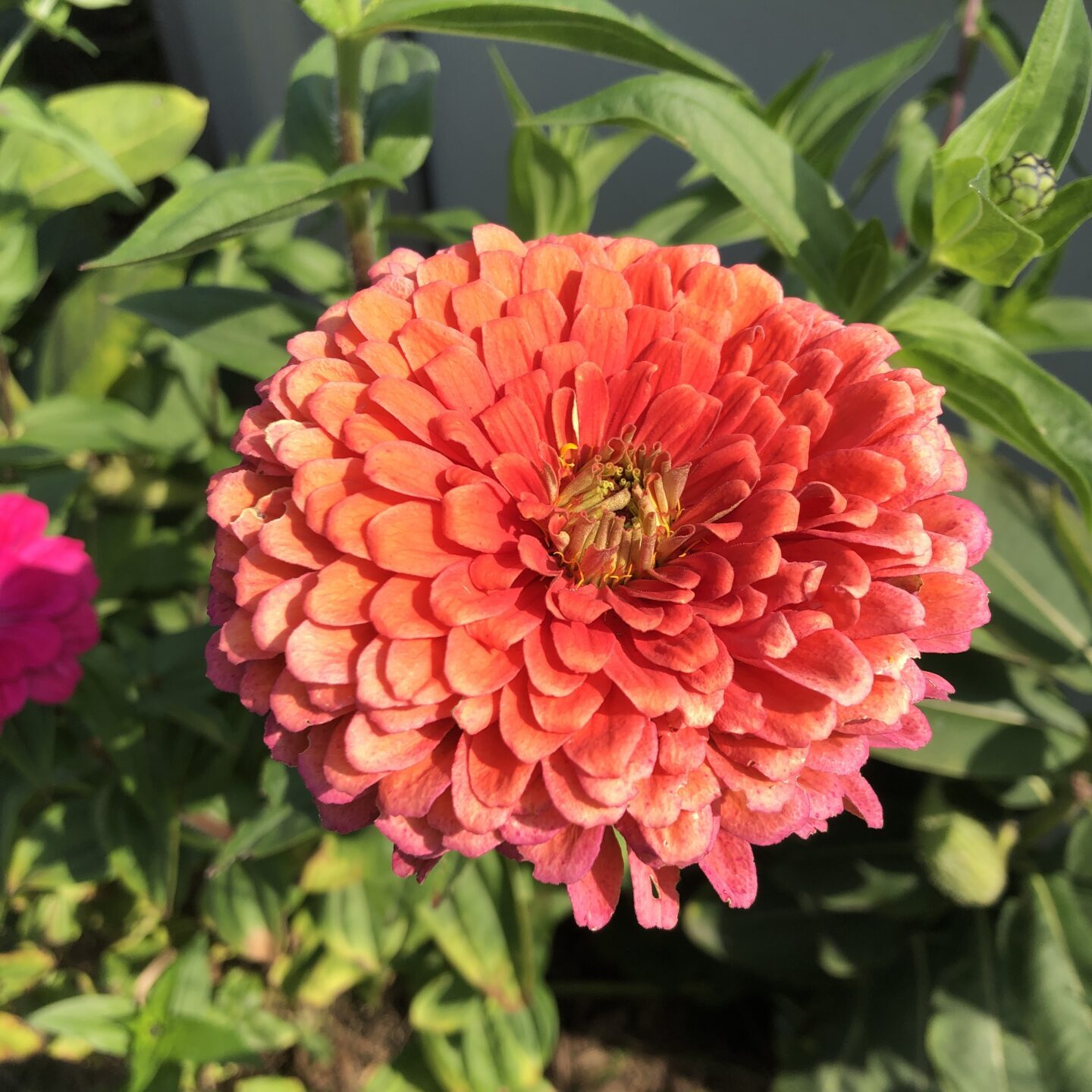zinnia