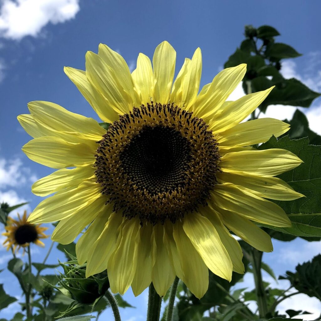 sunflower