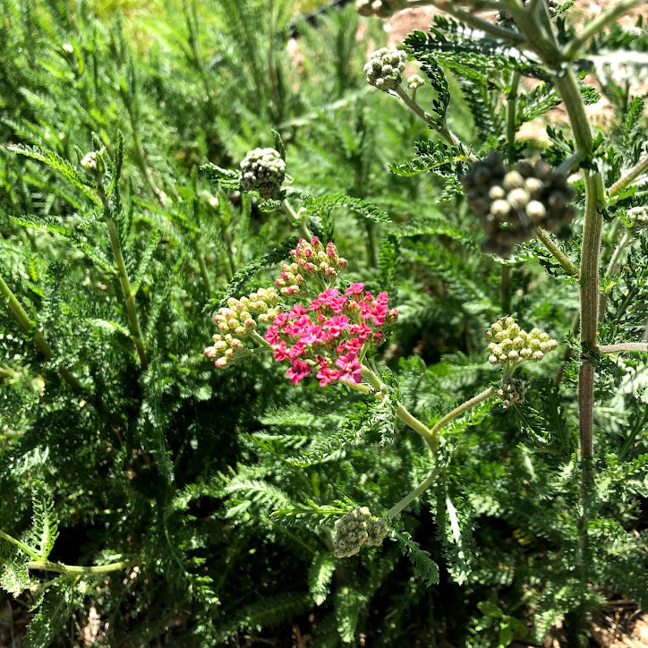 yarrow perennial herb