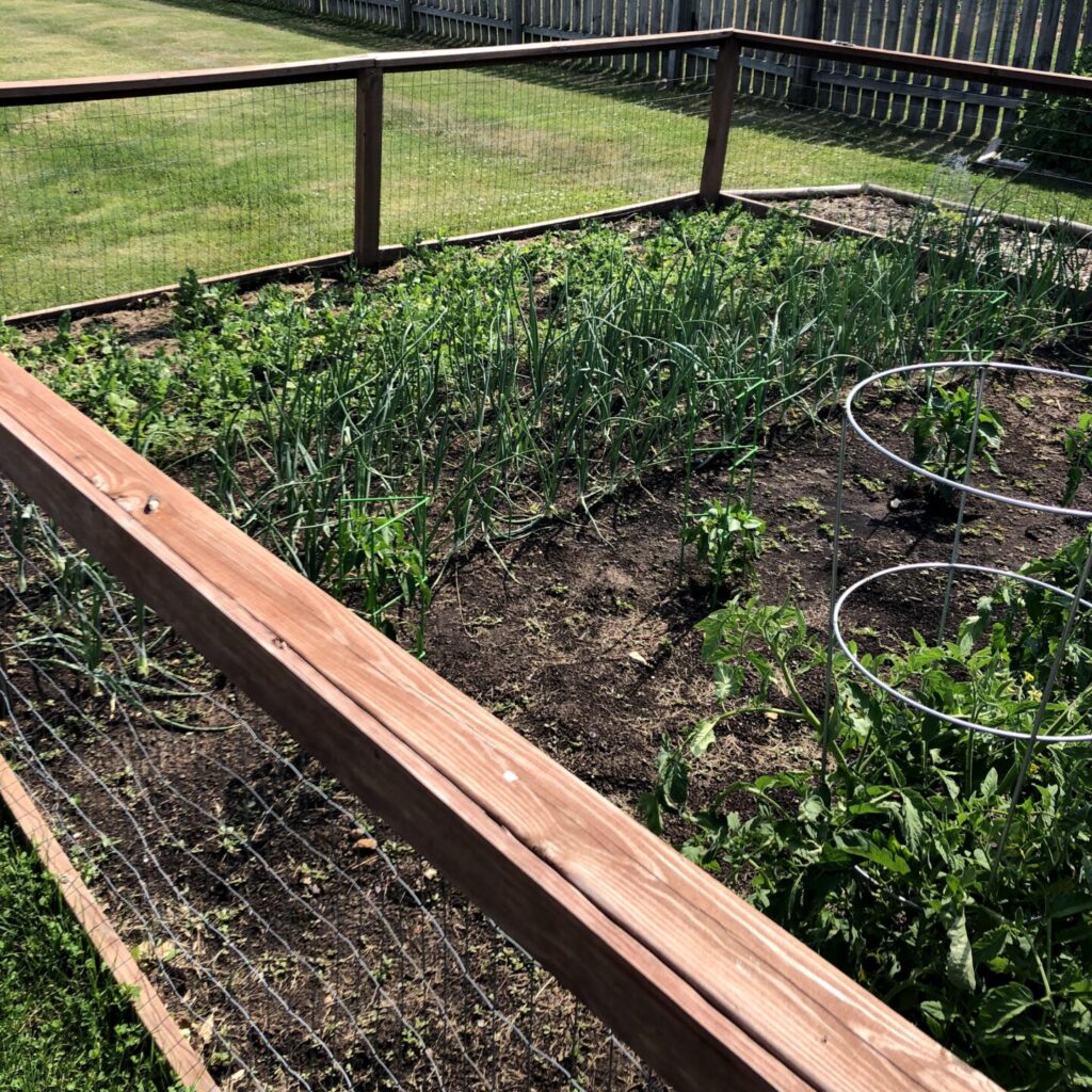 new garden growing