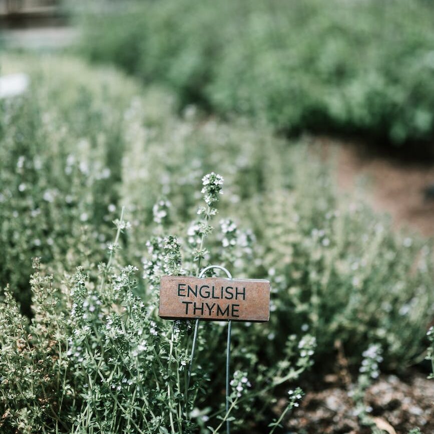 brown wooden signage on green plants