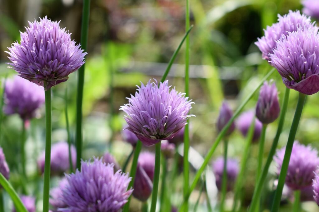 shallow focus of purple flowers