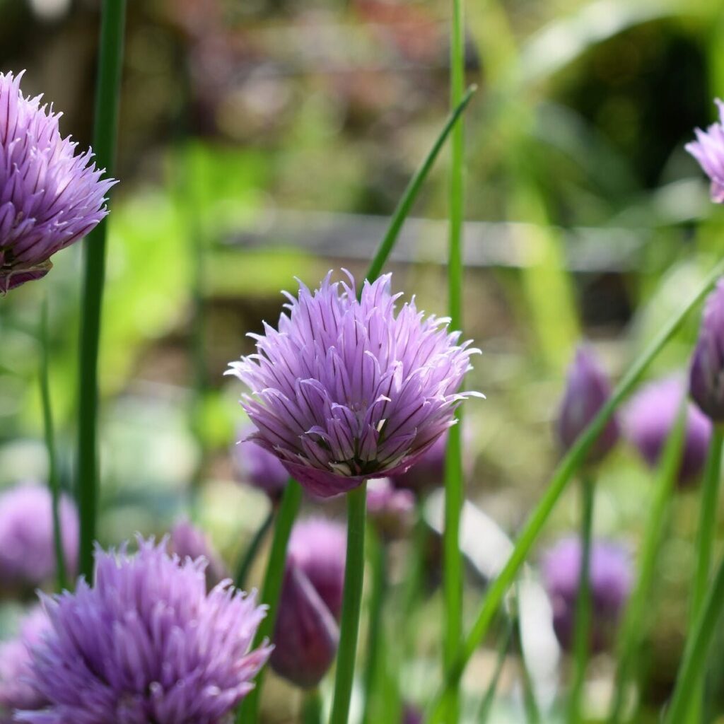 shallow focus of purple flowers