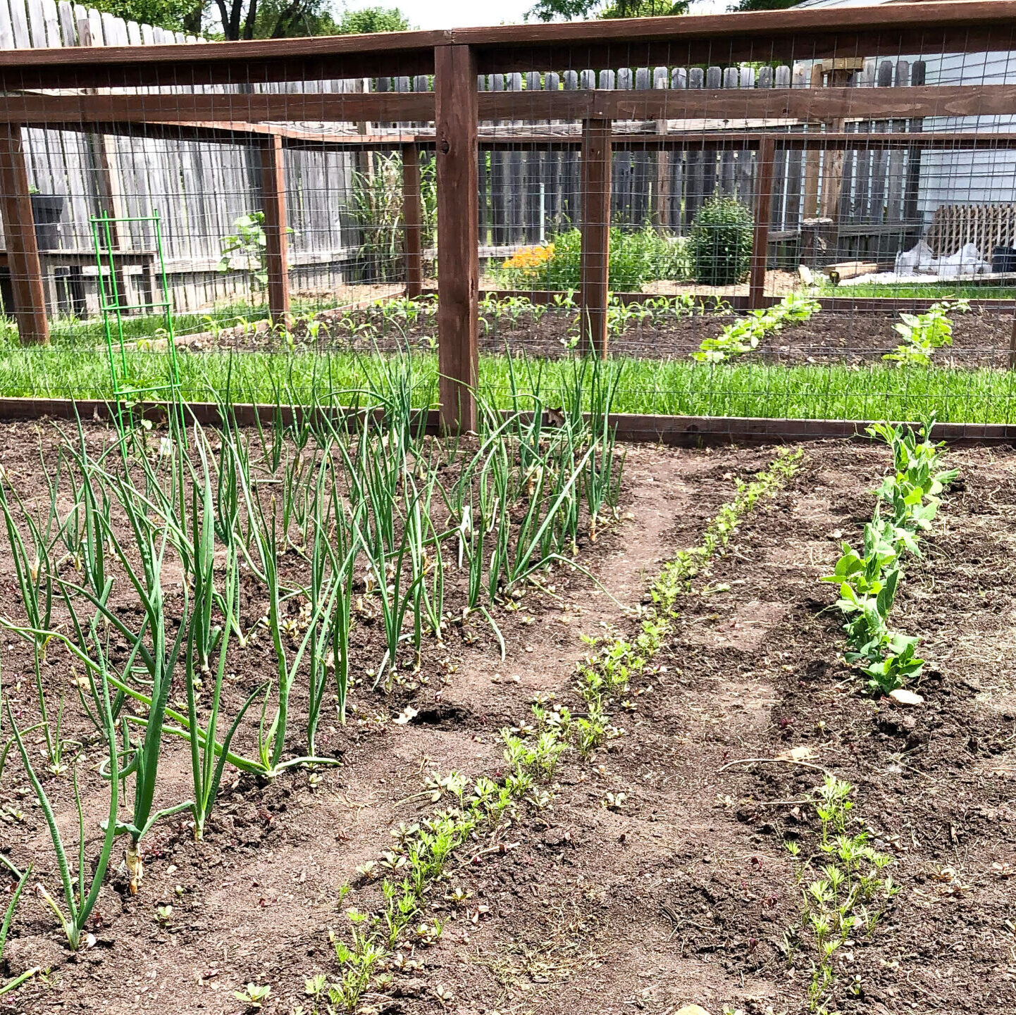vegetables growing