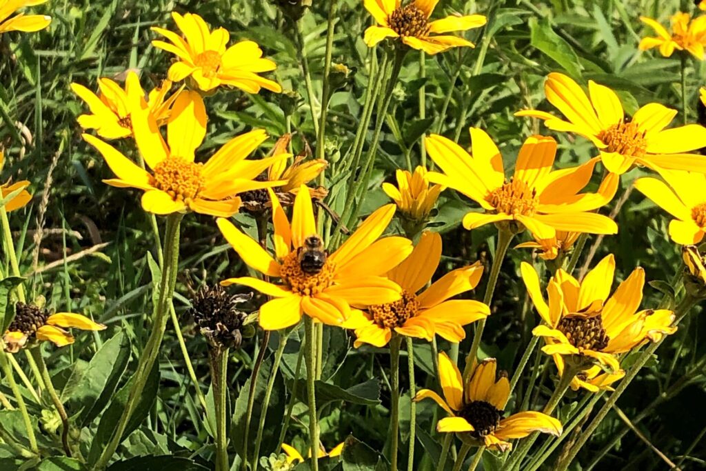 black eyed susan