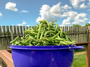 green beans