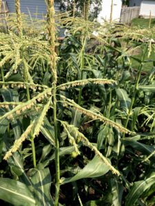 sweet corn