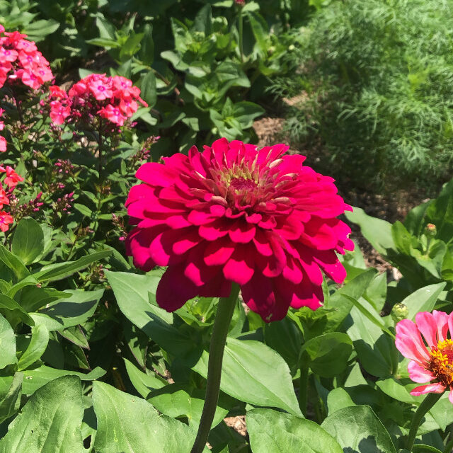 zinnias