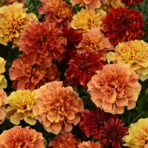 strawberry blonde marigolds