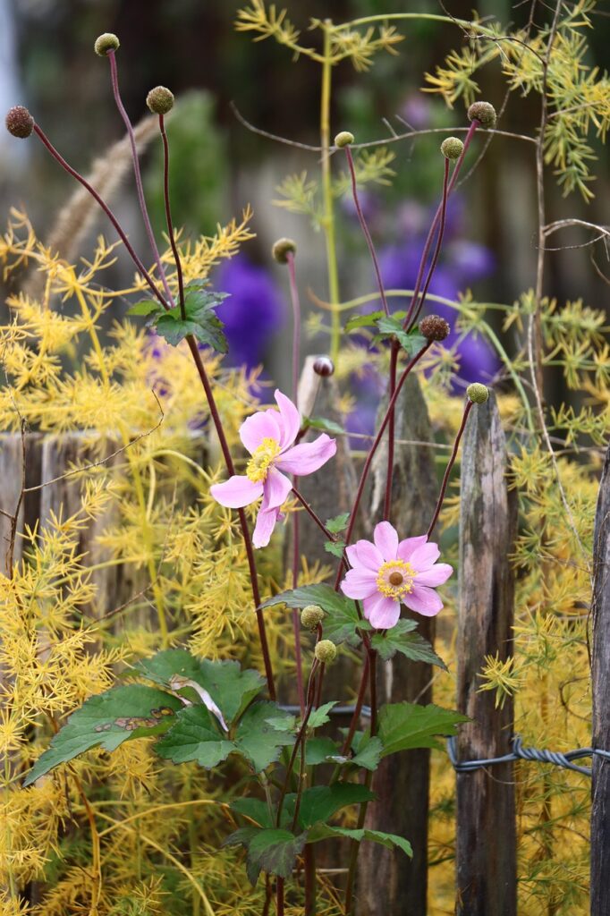 pixabay cottage garden