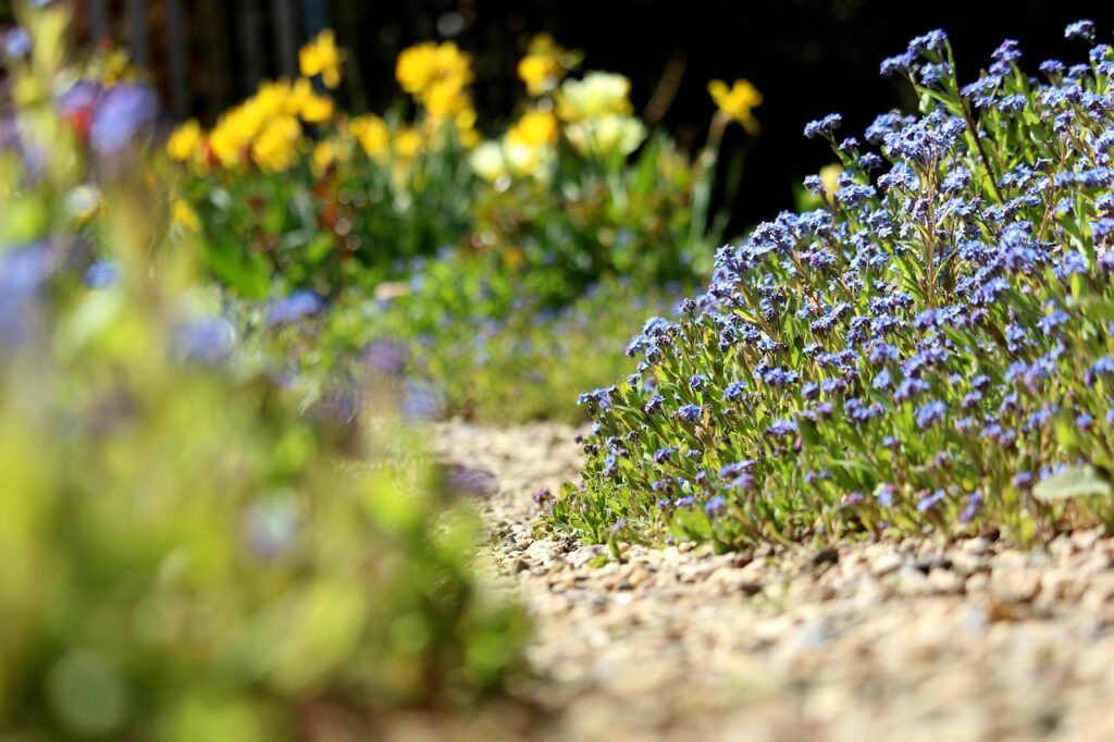 forget-me-not-7209260_1280 garden path