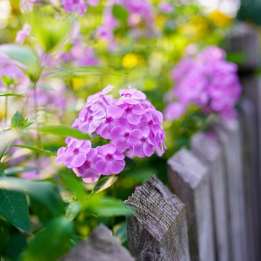 design a cottage garden with fencing