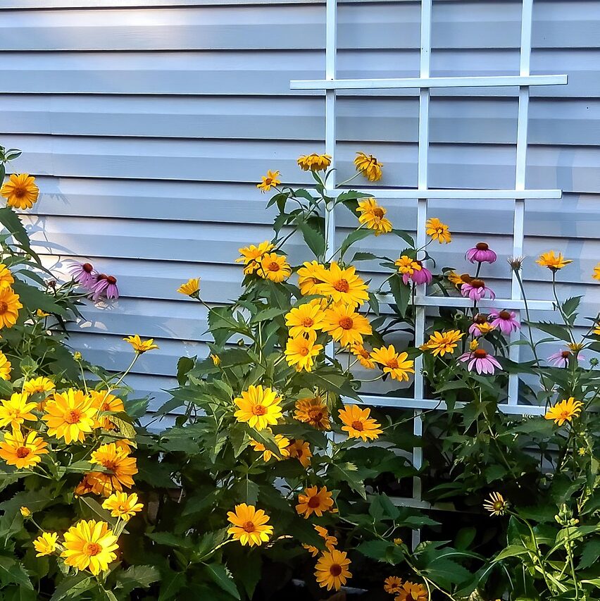 trellis in the garden - pixabay