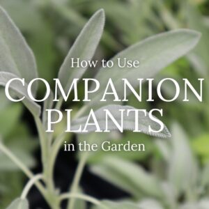 How to Use Companion Plants in the Garden (FREE E-BOOK)
