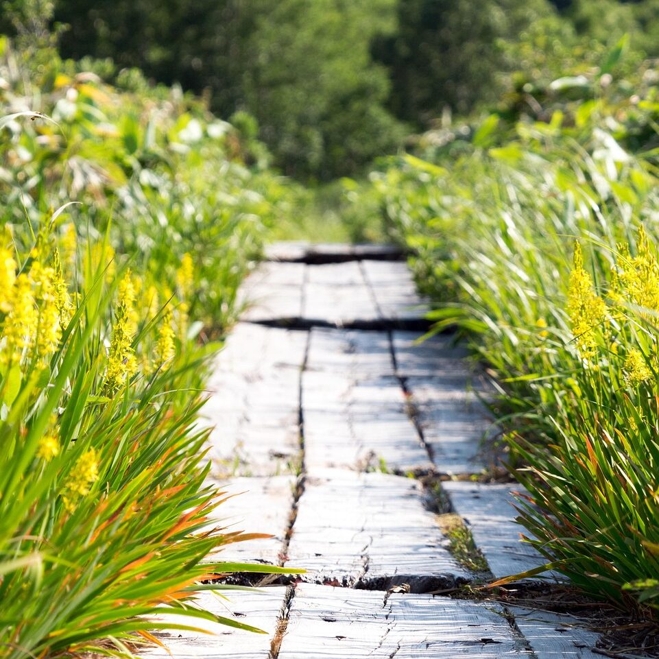garden path - pixabay