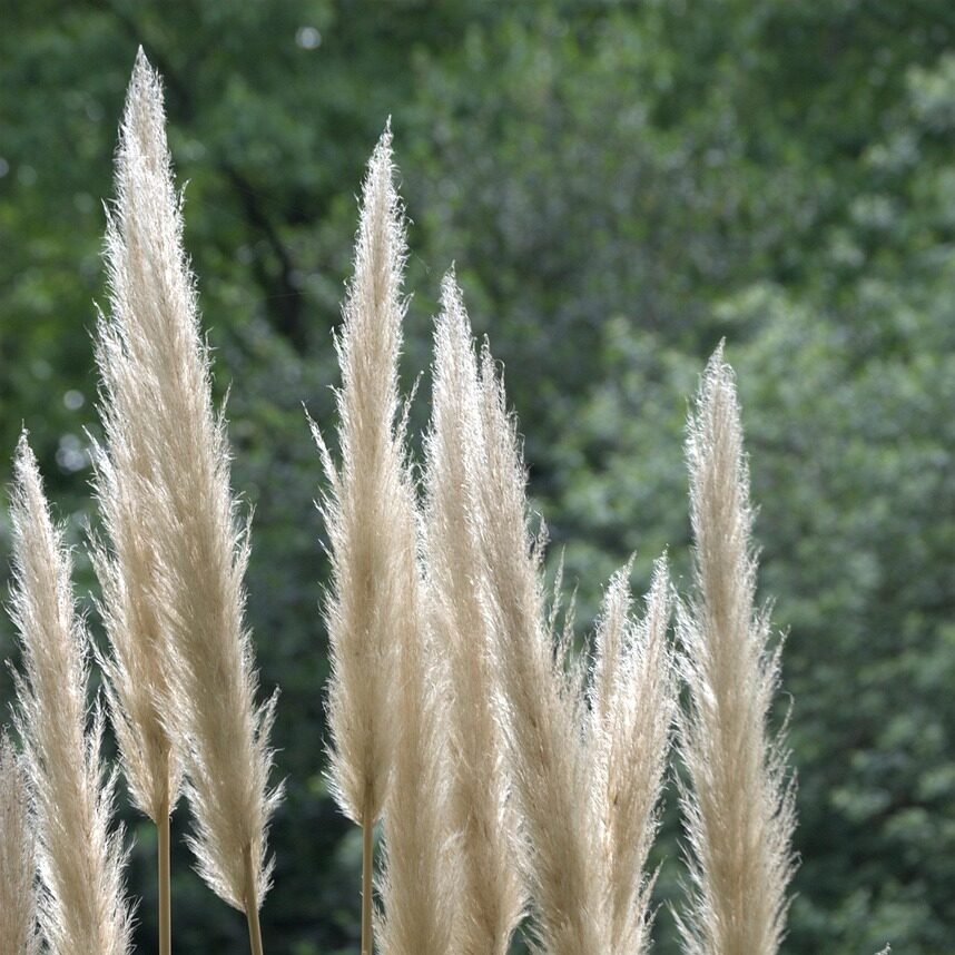 pampas, ornamental grass, tall grass, feathery, pampas, pampas, pampas, pampas, pampas, tall grass