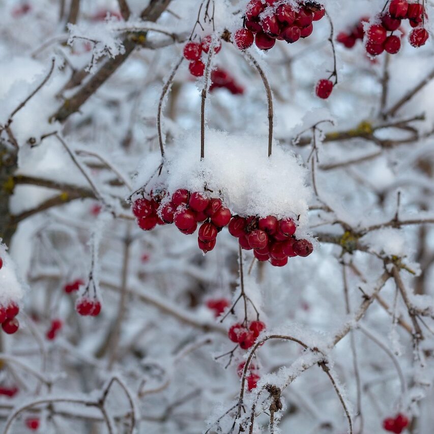 viburnum winter berries